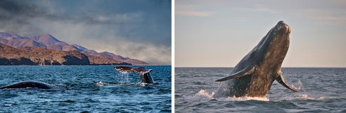 Whales around Vancouver Island