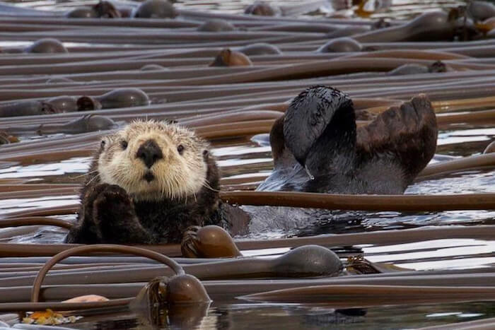700-x-467-Sea-Otter.jpg