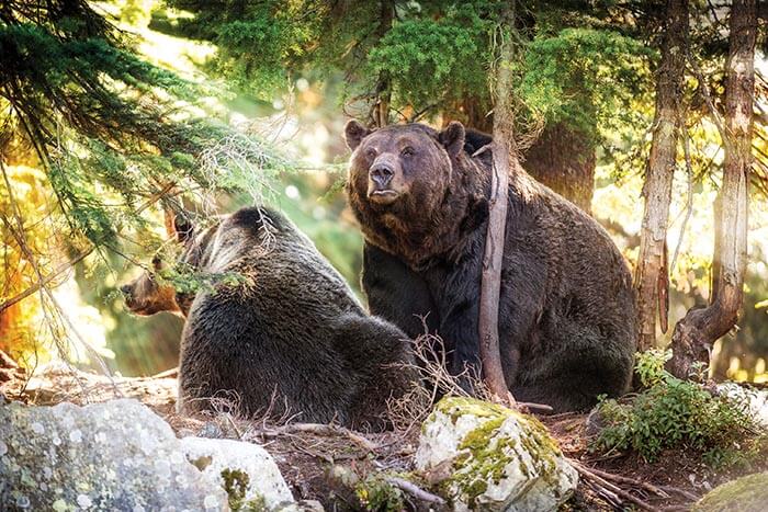 Grinder and Coola Resident Bears at Grouse Mountain