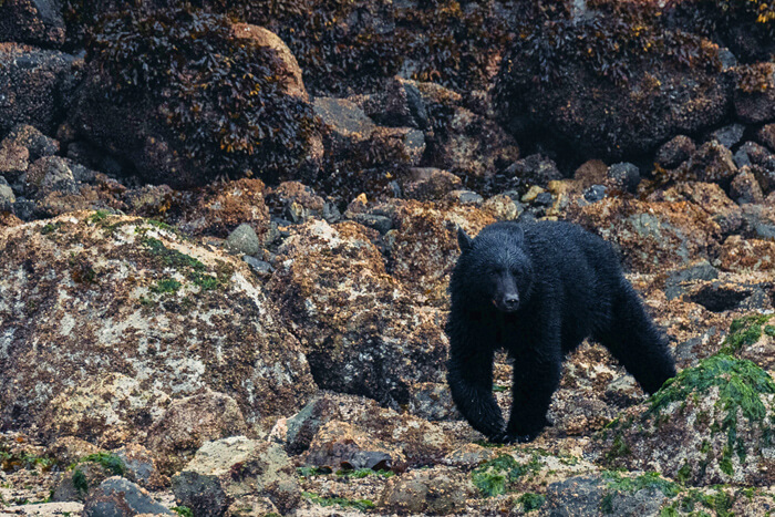 Bear foraging by side of river
